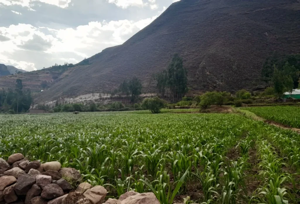 Terreno Exclusivo en Venta en Lamay, Perú – Una Oportunidad Única