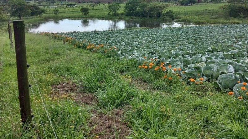 Te Huur – ’n 20.3 Hektaar Plaas