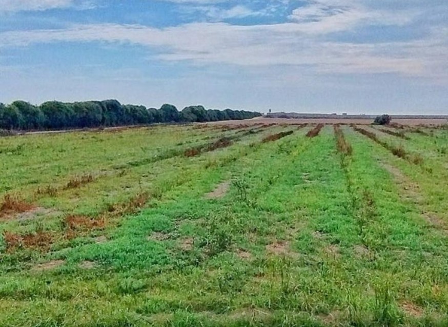 Terreno en Venta en Chincha Baja, Ica – Oportunidad de Inversión